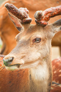 Close-up of deer