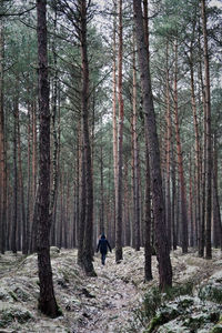 Rear view of person walking amidst trees on field