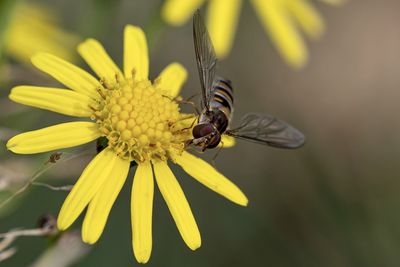 Close-up of insect on yellow flower