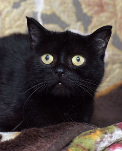 Close-up portrait of black cat