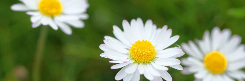 Close-up of yellow flowers blooming outdoors