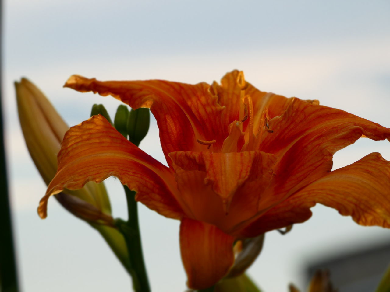 CLOSE-UP OF ORANGE LILY AGAINST SKY