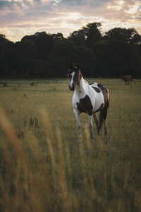 Horse in a field