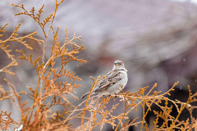 Close-up of bird perching on branch