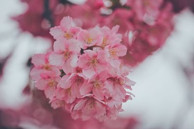 Close-up of pink cherry blossom