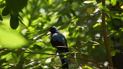 Bird perching on a branch