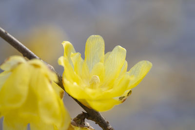 Close-up of yellow flowering plant