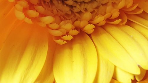 Close-up of yellow flower