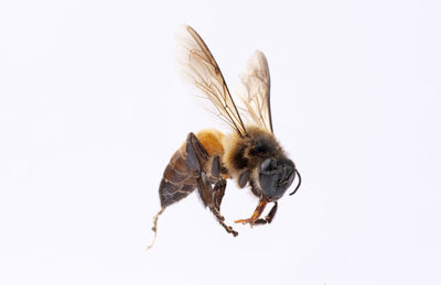 Close-up of bee over white background