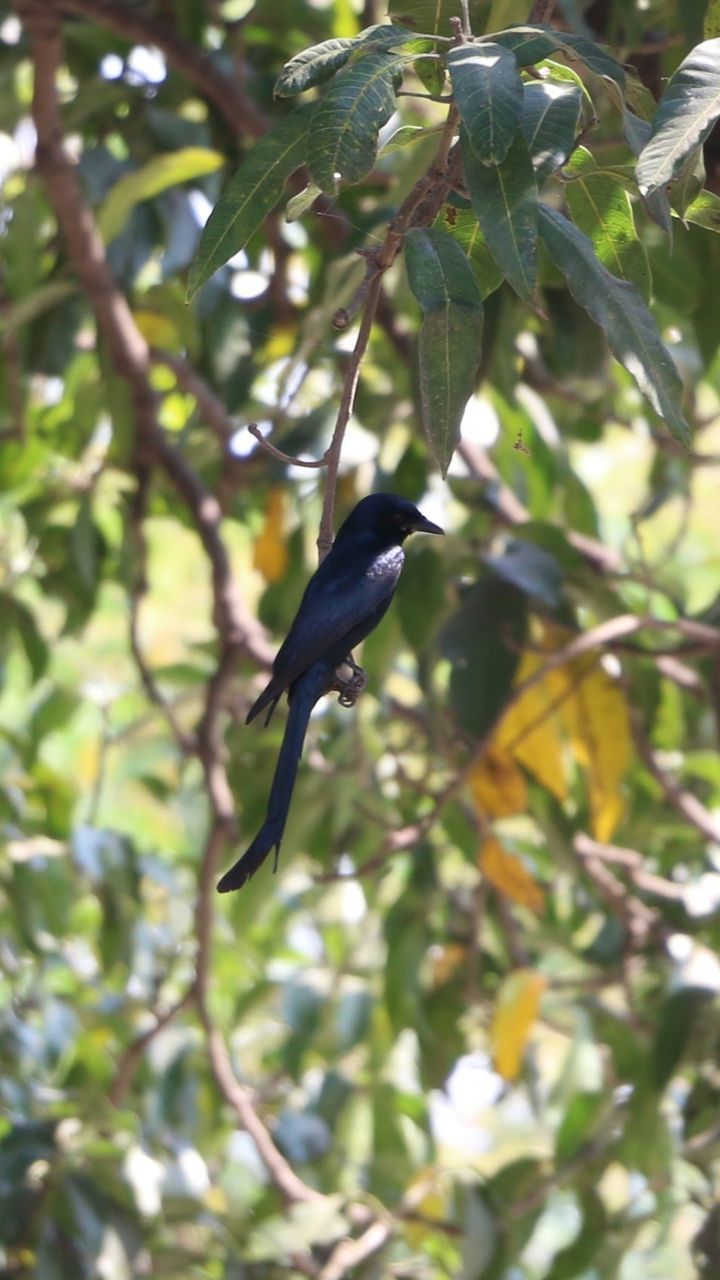 CLOSE-UP OF BIRD PERCHING ON BRANCH