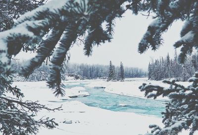 Snow covered pine trees in forest during winter