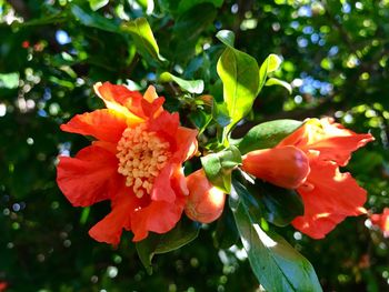 Close-up of hibiscus blooming outdoors