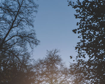 Low angle view of trees against clear sky
