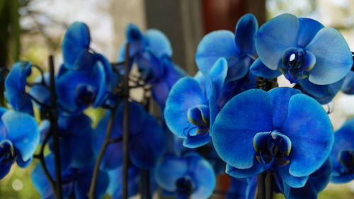 Close-up of purple flowers