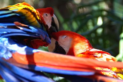 Close-up of scarlet macaws