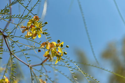 Close-up of insect on yellow flowering plant against sky