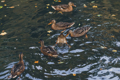 Duck and ducklings in the pond, prague, czech republic