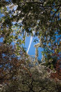 Low angle view of trees against blue sky