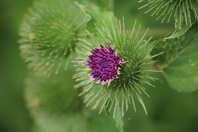 Close-up of thistle flower