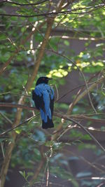 Rear view of bird perching on branch