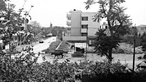 Trees and plants in city against sky