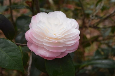 Close-up of pink rose flower