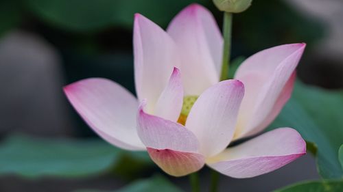 Close-up of pink flowers