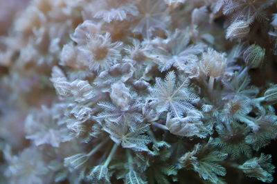 frost