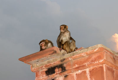 Monkeys watching sun setting over the taj mahal