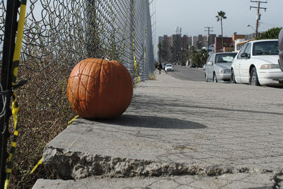 View of pumpkins on sunny day