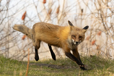 Fox walking on field