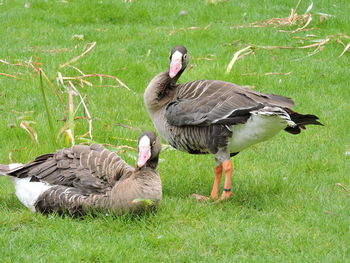 Ducks on grassy field