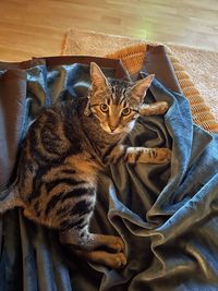 High angle portrait of cat relaxing