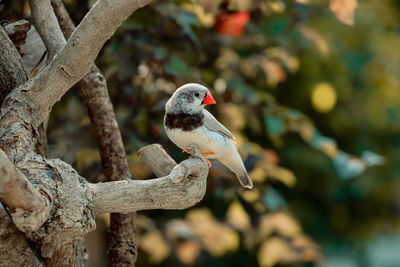 Close-up of bird perching on branch