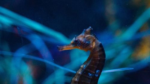 Fish swimming in aquarium