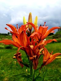 Close-up of orange lily blooming on field