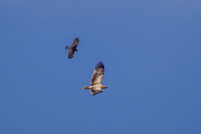 Low angle view of eagle flying against clear blue sky