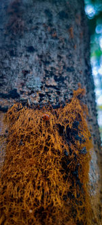 Close-up of lichen on tree trunk