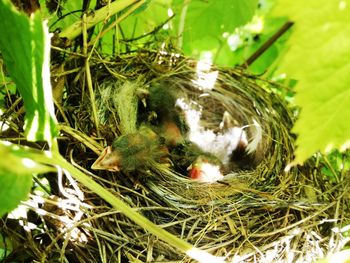 Close-up of dead bird on grass