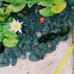 Directly above shot of water lily and leaves amidst pebbles