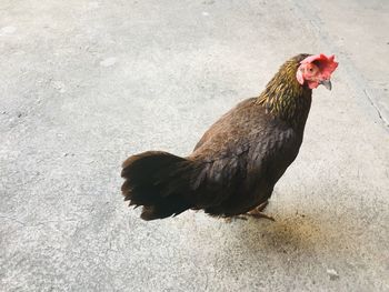 High angle view of a bird