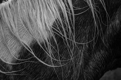 Close-up of an animal