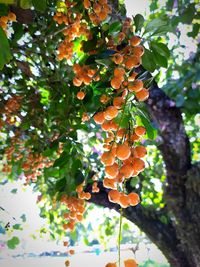 Low angle view of orange tree