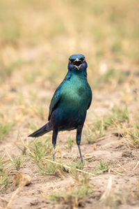 Close-up of bird perching on field