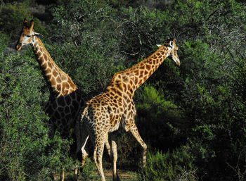 Giraffe standing in a forest