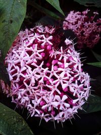 Close-up of purple flowers blooming outdoors