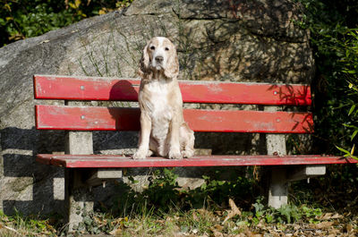 Portrait of dog sitting on bench at park