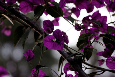 Close-up of purple flowering plant