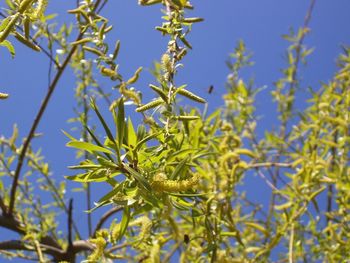 Low angle view of catkins on pussy willow tree