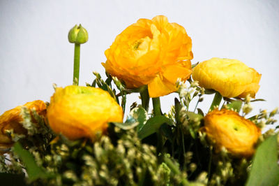 Close-up of yellow flowering plant